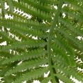 Kunstmatige varentak, decoratieve groene plant voor bloemstukken, 80 cm | Floristik24.nl