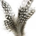 Floristik24 Decoratieve veren gestippeld op de stok echte parelhoen veren 4-8cm 24st