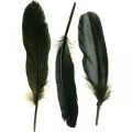 Floristik24 Decoratieve veren zwarte vogelveren om te knutselen 14-17cm 20g