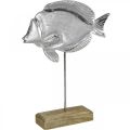 Floristik24 Decoratieve vis, maritieme decoratie, vis gemaakt van zilvermetaal, natuurlijke kleur H28,5cm