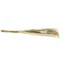 Floristik24 Gedroogd vlas, gedroogde bloemen, natuurlijk vlas natuurlijke kleur L40-55cm 85g