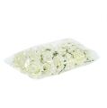 Foam Roos Ø7,5cm Crème 18 stuks | Floristik24.nl