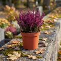 Plantenpot kunststof Ø19cm 10st | Floristik24.nl