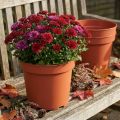 Plantenpot kunststof Ø23cm 10st | Floristik24.nl