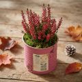 Bloempot, decoratieve pot, rond, paars, metaal, vintage decoratie, Ø8cm, H7.5cm | Floristik24.nl