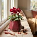 Bloempot Keramiek Rood Zeshoekig Ø10cm H9cm | Floristik24.nl