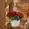 Hangmand Ø30cm wit | Floristik24.nl