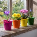 Plastic bloempot Ø9cm 25 stuks | Floristik24.nl