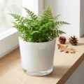 Glazen plantenbak wit Ø11,5cm H11cm | Floristik24.nl