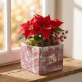 Plantenbak houten sierlade shabby chic rood wit 12cm | Floristik24.nl