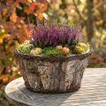 Rustieke plantenpot met berkenschors en wijnranken in houtlook | Floristik24.nl