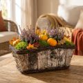 Plantenbak plantenpot vierkant berken/ranken 28×14×11,5cm | Floristik24.nl