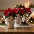 Plantenbak zilver glans geschenkverpakking Ø5,5cm H6cm 8 stuks | Floristik24.nl