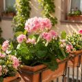 Geranium kunstbloem Roze geraniumstruik kunst 7 bloemen H38cm | Floristik24.nl