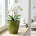 Orchideepot glanzend Ø12,5cm olijfgroen 1 stuk | Floristik24.nl