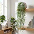 Sierranken, koraalcactus, Rhipsalis kunsthanger Groen L120cm | Floristik24.nl