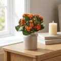 Flaming Käthchen Kalanchoë kunst oranje 24cm | Floristik24.nl