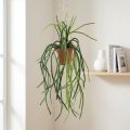 Rhipsalis kunstmatige koraalcactus hangmand H87cm | Floristik24.nl