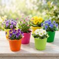 Kunststof pot bloem Ø6,5cm 25 st | Floristik24.nl
