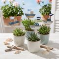 Decoratieve plug scheepshout wit blauw naturel 8cm H37cm 24 st | Floristik24.nl