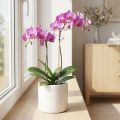 Klimplant met bloemen, orchideeënstok, roze Twister, 38 cm | Floristik24.nl