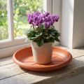 "Linda" schotel Ø18cm terracotta | Floristik24.nl