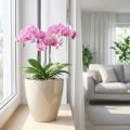 Orchideepot glanzend Ø12,5cm zand 1 stuk | Floristik24.nl