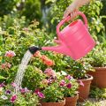 Roze gieter 10 liter