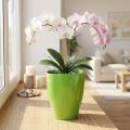 Orchideepot glanzend Ø12,5cm limoen 1 st | Floristik24.nl