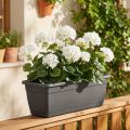 Geraniumstruik wit 38cm | Floristik24.nl