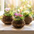 Paradise Nut Plantenpot Naturel Sapucaia Ø14cm H10cm 3 st | Floristik24.nl