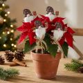 Bloemenplug kerstkaboutercadeau 6x7cm 12 st | Floristik24.nl