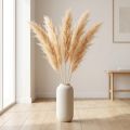 Asperge gedroogd gras sierasperge abrikoos 90cm 5 stuks | Floristik24.nl