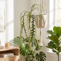 Kunstzaagblad Cactus Epiphyllum anguliger L68cm 3 st | Floristik24.nl