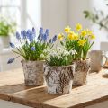 Berkenpot kleine plantenbak berken wit Ø10cm H8,5cm 6 st | Floristik24.nl