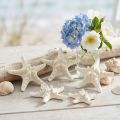 Witte zeesterren decoratie, gedroogde zeesterren voor knutselprojecten 7-11 cm 15 stuks | Floristik24.nl