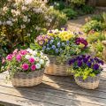 Rieten plantenmand Plantenschaal L29/33/38cm set van 3 | Floristik24.nl