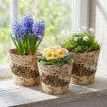 Berken plantenbak van schors met folie Ø15cm H13cm 3 stuks | Floristik24.nl