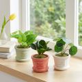 Groene kunstplanten mini planten in pot 15cm 3st | Floristik24.nl