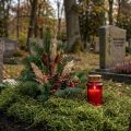 Decoratief mos gedroogd bosmosgroen natuurlijke decoratie 300g | Floristik24.nl