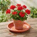 Onderzetter “Linda” Ø33cm terracotta | Floristik24.nl