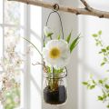 Papaver in een glas om wit H22cm op te hangen | Floristik24.nl