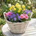 Mand met handvatten Chipmand plantenmand gewit Ø18cm H12cm | Floristik24.nl
