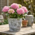 Shabby Chic metalen bloempot met hartvormig ontwerp, Ø22cm, H17.5cm | Floristik24.nl
