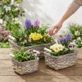 Plantenmand met handvatten, vierkante mandkom, natuurlijke plantenbak voor planten shabby chic gewassen wit L30/25.5/21 cm H12/11/10 cm set van 3 | Floristik24.nl