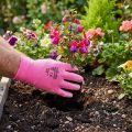 Kixx tuinhandschoenen maat 8 roze, roze | Floristik24.nl