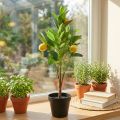 Kunstcitroenboom in pot, mediterrane decoratie, kunstcitroenplant, H58cm | Floristik24.nl