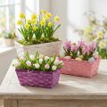 Frietmandje vierkant paars/wit/roze 8 st | Floristik24.nl
