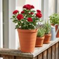 Rozenpot kunststof 19cm terracotta 1 st | Floristik24.nl