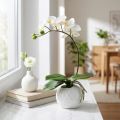 Phalaenopsis crème in keramieken pot 33cm | Floristik24.nl